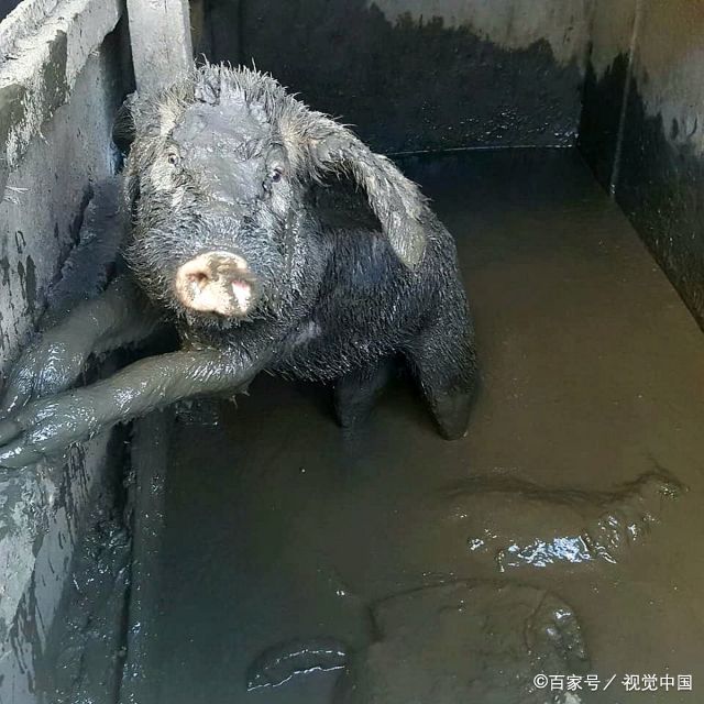 美国三只猪坚强困于粪便池中数周,获救后走上"猪生巅峰"
